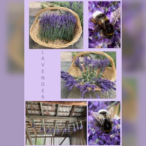 lavendel insta